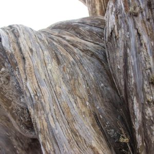 IMG_2338 (1)